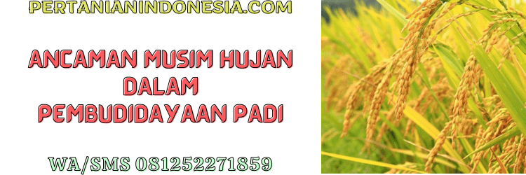 ancaman,musim,musim hujan,budidaya,padi,pertanian indonesia